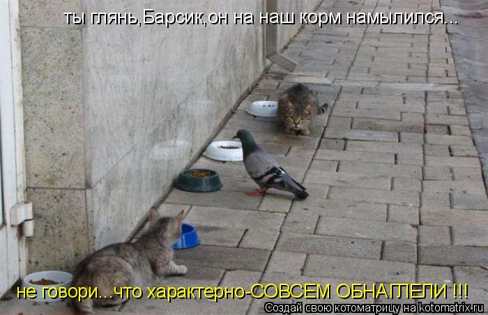 ты глянь,Барсик,он на наш корм намылился... не говори...что характерно-СОВСЕМ ОБНАГЛЕЛИ !!!... Котоматрица: ты глянь,Барсик,он на наш корм намылился... не говори...что характерно-СОВСЕМ ОБНАГЛЕЛИ !!!