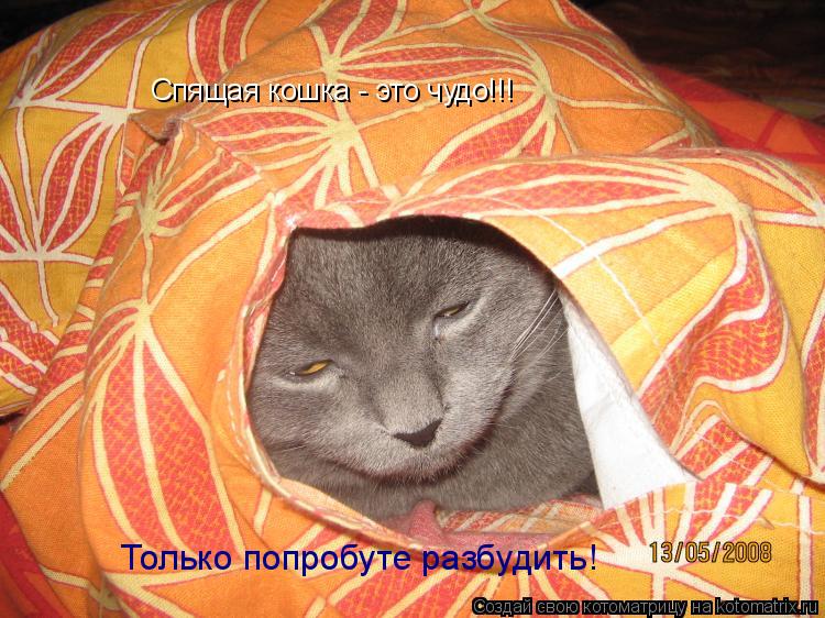 Спящая кошка - это чудо!!! Только попробуте разбудить!... Котоматрица: Спящая кошка - это чудо!!! Только попробуте разбудить!