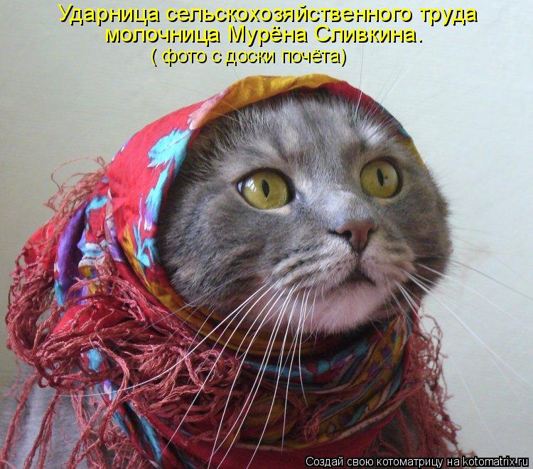 Ударница сельскохозяйственного труда молочница Мурёна Сливкина. ( фото с доски почёта)... Котоматрица: Ударница сельскохозяйственного труда молочница Мурёна Сливкина. ( фото с доски почёта)