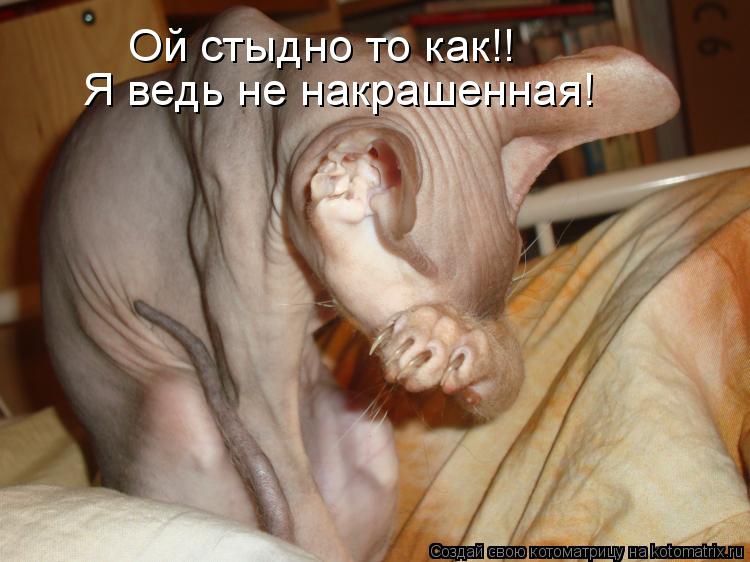 Ой стыдно то как!! Я ведь не накрашенная!... Котоматрица: Ой стыдно то как!! Я ведь не накрашенная!