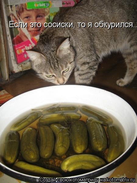 Если это сосиски, то я обкурился....... Котоматрица: Если это сосиски, то я обкурился....
