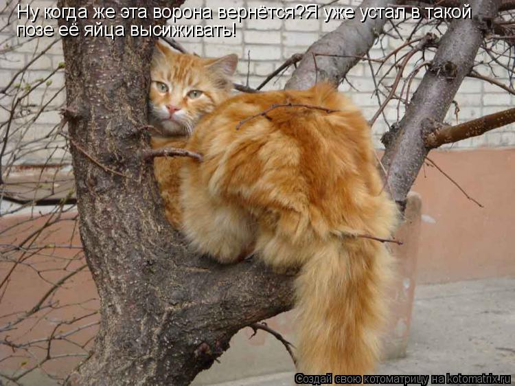 Ну когда же эта ворона вернётся?Я уже устал в такой позе её яйца высиживать!... Котоматрица: Ну когда же эта ворона вернётся?Я уже устал в такой позе её яйца высиживать!
