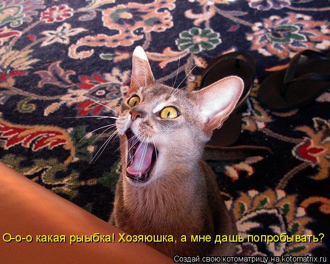 О-о-о какая рыыбка! Хозяюшка, а мне дашь попробывать?... Котоматрица: О-о-о какая рыыбка! Хозяюшка, а мне дашь попробывать?