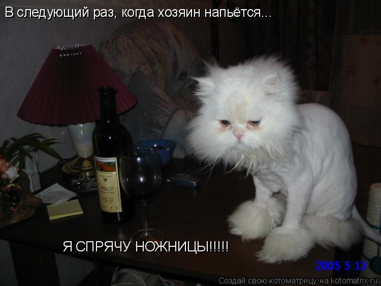 В следующий раз, когда хозяин напьётся... Я СПРЯЧУ НОЖНИЦЫ!!!!!... Котоматрица: В следующий раз, когда хозяин напьётся... Я СПРЯЧУ НОЖНИЦЫ!!!!!