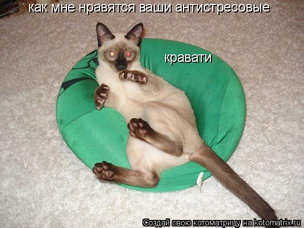 как мне нравятся ваши антистресовые кравати... Котоматрица: как мне нравятся ваши антистресовые кравати