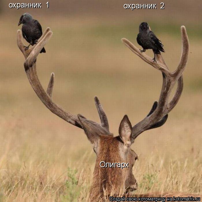 Олигарх охранник №1 охранник №2... Котоматрица: Олигарх охранник №1 охранник №2