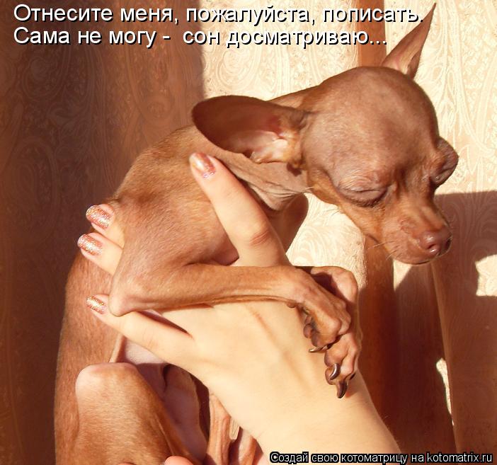 Отнесите меня, пожалуйста, пописать. Сама не могу - сон досматриваю...... Котоматрица: Отнесите меня, пожалуйста, пописать. Сама не могу - сон досматриваю...