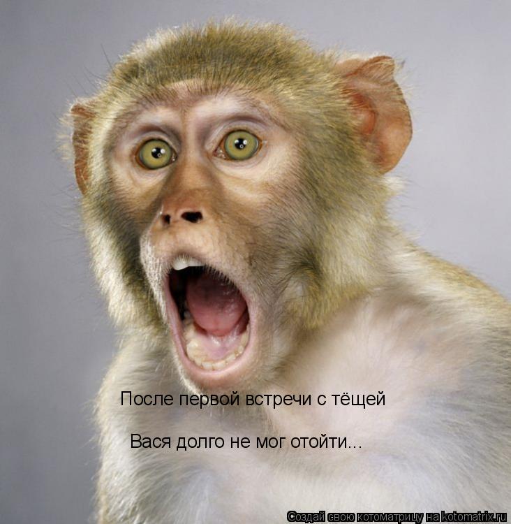 После первой встречи с тёщей Вася долго не мог отойти...... Котоматрица: После первой встречи с тёщей Вася долго не мог отойти...