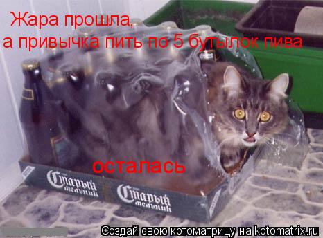 Жара прошла, а привычка пить по 5 бутылок пива осталась... Котоматрица: Жара прошла, а привычка пить по 5 бутылок пива осталась