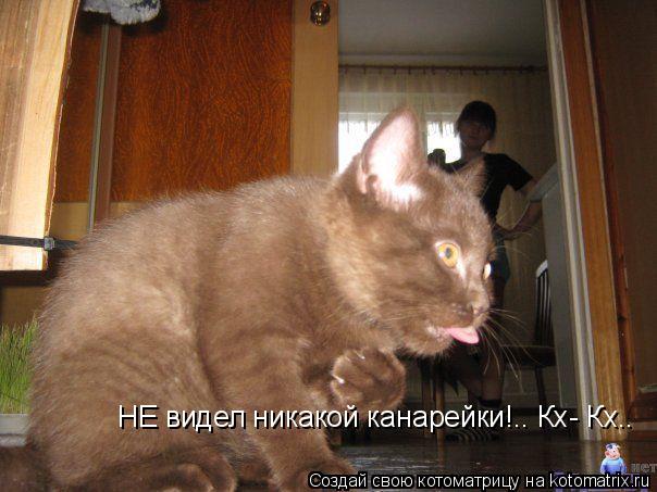 НЕ видел никакой канарейки!.. Кх- Кх..... Котоматрица: НЕ видел никакой канарейки!.. Кх- Кх..
