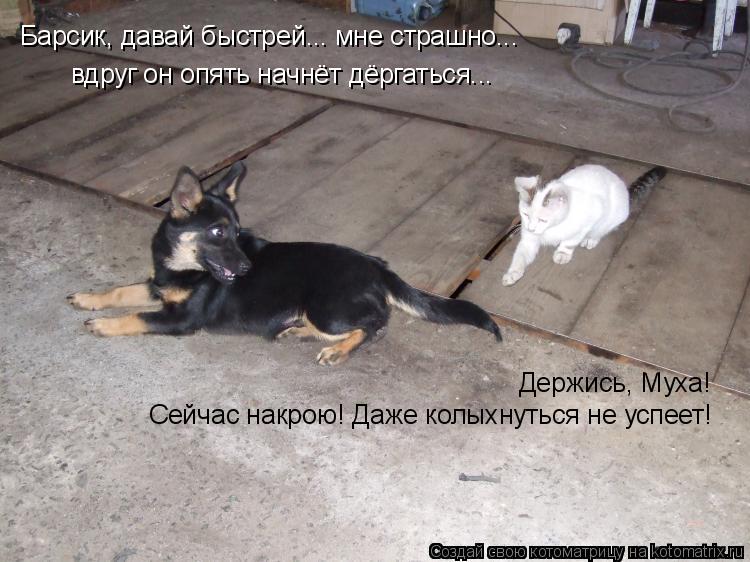 Барсик, давай быстрей... мне страшно... вдруг он опять начнёт дёргаться... Держись, Муха! Сейчас накр... Котоматрица: Барсик, давай быстрей... мне страшно... вдруг он опять начнёт дёргаться... Держись, Муха! Сейчас накрою! Даже колыхнуться не успеет!