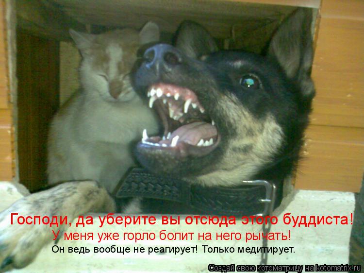 Господи, да уберите вы отсюда этого буддиста! У меня уже горло болит на него рычать! Он ведь вообще н... Котоматрица: Господи, да уберите вы отсюда этого буддиста! У меня уже горло болит на него рычать! Он ведь вообще не реагирует! Только медитирует.