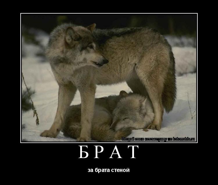 БРАТ за брата стеной... Котоматрица: БРАТ за брата стеной