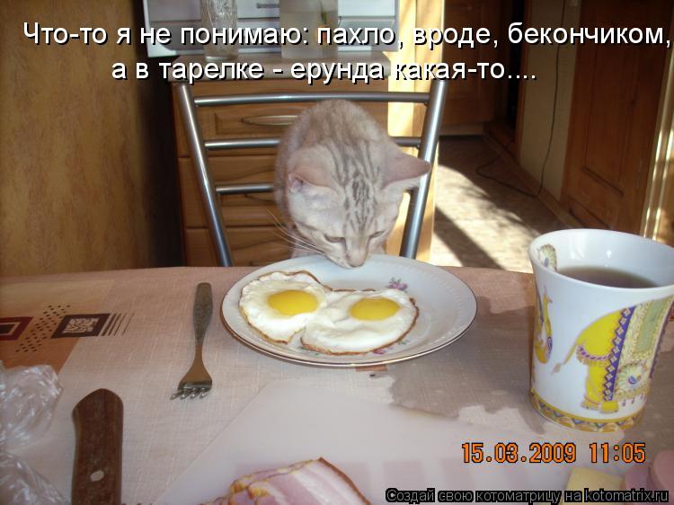 Что-то я не понимаю: пахло, вроде, бекончиком, а в тарелке - ерунда какая-то....... Котоматрица: Что-то я не понимаю: пахло, вроде, бекончиком, а в тарелке - ерунда какая-то....