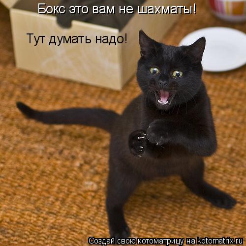 Бокс это вам не шахматы! Тут думать надо!... Котоматрица: Бокс это вам не шахматы! Тут думать надо!