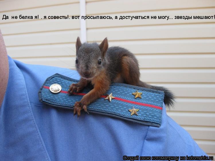 Да не белка я! . я совесть!. вот проcыпаюсь, а достучаться не могу... звезды мешают!... Котоматрица: Да не белка я! . я совесть!. вот проcыпаюсь, а достучаться не могу... звезды мешают!
