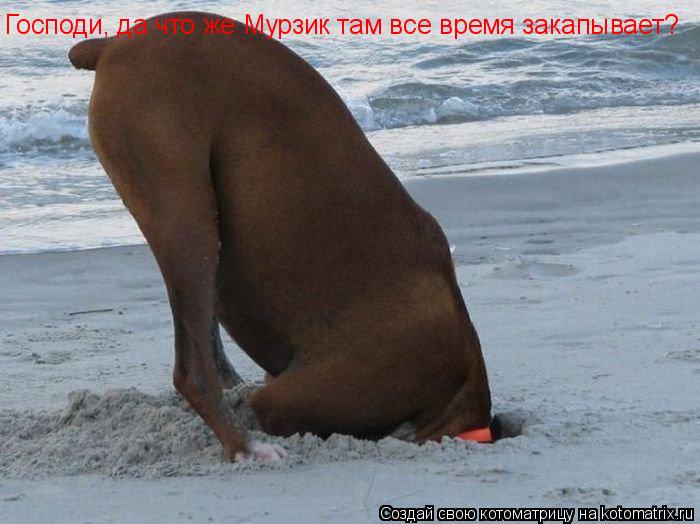 Господи, да что же Мурзик там все время закапывает?... Котоматрица: Господи, да что же Мурзик там все время закапывает?