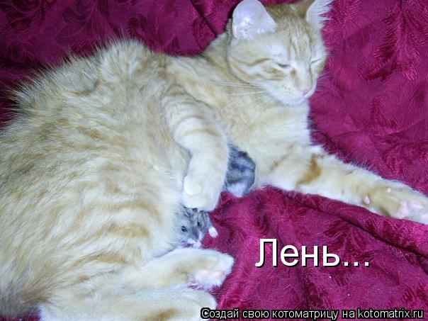 Лень...... Котоматрица: Лень...