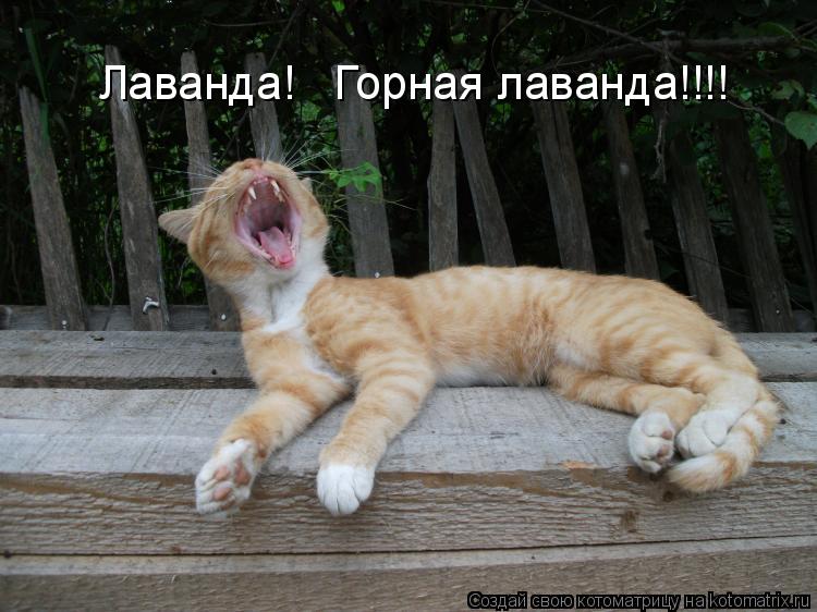 Лаванда! Горная лаванда!!!!... Котоматрица: Лаванда! Горная лаванда!!!!