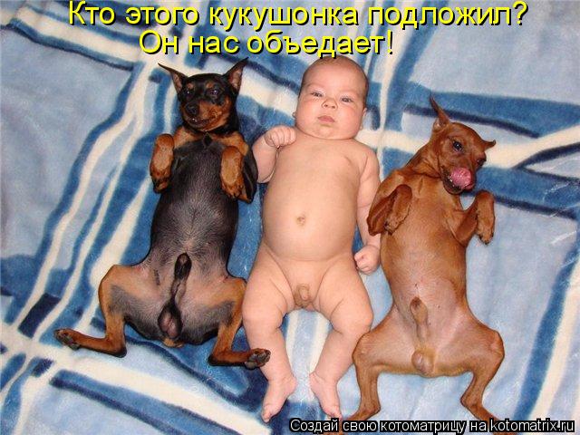 Кто этого кукушонка подложил? Он нас объедает!... Котоматрица: Кто этого кукушонка подложил? Он нас объедает!