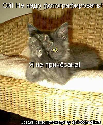 Ой! Не надо фотографировать! Я не причёсана!... Котоматрица: Ой! Не надо фотографировать! Я не причёсана!