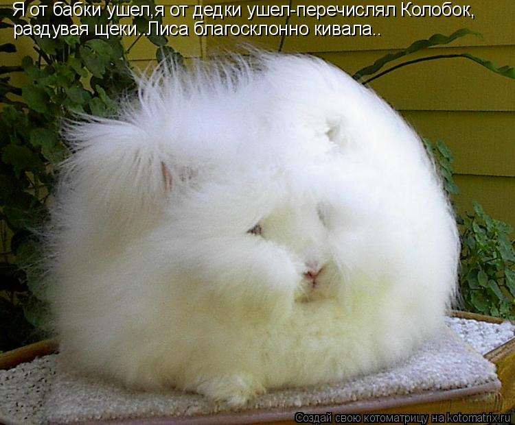 Я от бабки ушел,я от дедки ушел-перечислял Колобок, раздувая щеки..Лиса благосклонно кивала..... Котоматрица: Я от бабки ушел,я от дедки ушел-перечислял Колобок, раздувая щеки..Лиса благосклонно кивала..