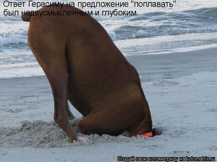 Ответ Герасиму на предложение "поплавать" был недвусмысленным и глубоким.... Котоматрица: Ответ Герасиму на предложение "поплавать" был недвусмысленным и глубоким.
