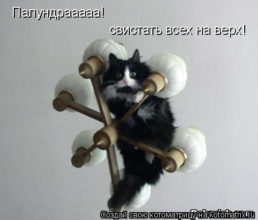 Палундрааааа! свистать всех на верх!... Котоматрица: Палундрааааа! свистать всех на верх!
