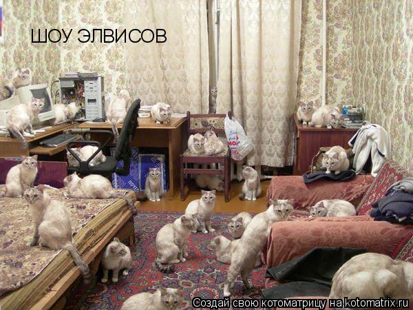 ШОУ ЭЛВИСОВ... Котоматрица: ШОУ ЭЛВИСОВ
