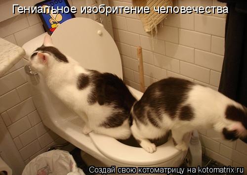 Гениальное изобритение человечества... Котоматрица: Гениальное изобритение человечества