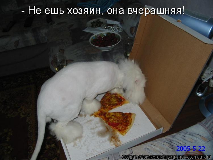 - Не ешь хозяин, она вчерашняя!... Котоматрица: - Не ешь хозяин, она вчерашняя!