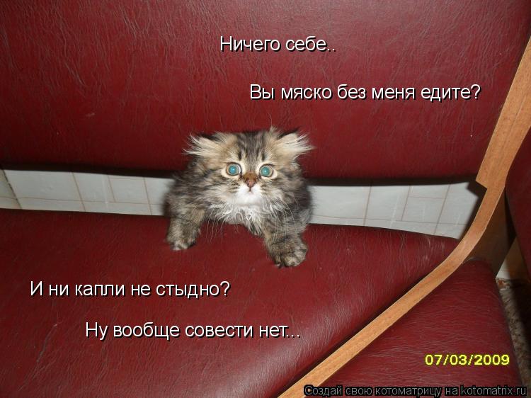 Вы мяско без меня едите? И ни капли не стыдно? Ну вообще совести нет... Ничего себе..... Котоматрица: Вы мяско без меня едите? И ни капли не стыдно? Ну вообще совести нет... Ничего себе..