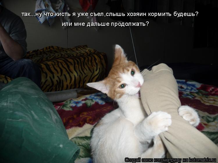 так...ну что кисть я уже съел,слышь хозяин кормить будешь? или мне дальше продолжать?... Котоматрица: так...ну что кисть я уже съел,слышь хозяин кормить будешь? или мне дальше продолжать?