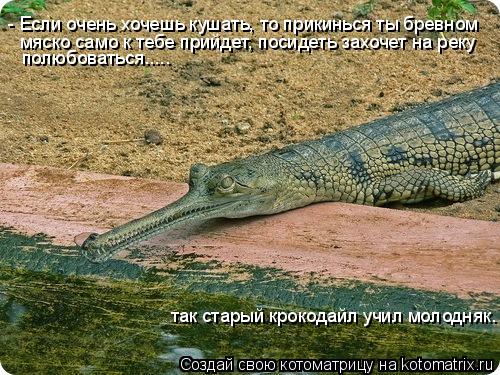 - Если очень хочешь кушать, то прикинься ты бревном мяско само к тебе прийдет, посидеть захочет на ре... Котоматрица: - Если очень хочешь кушать, то прикинься ты бревном мяско само к тебе прийдет, посидеть захочет на реку полюбоваться..... так старый крокодай