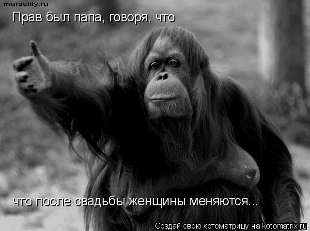 Прав был папа, говоря, что что после свадьбы женщины меняются...... Котоматрица: Прав был папа, говоря, что что после свадьбы женщины меняются...
