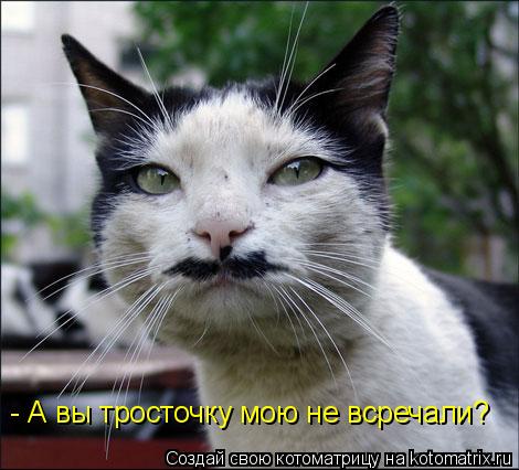 - А вы тросточку мою не всречали?... Котоматрица: - А вы тросточку мою не всречали?