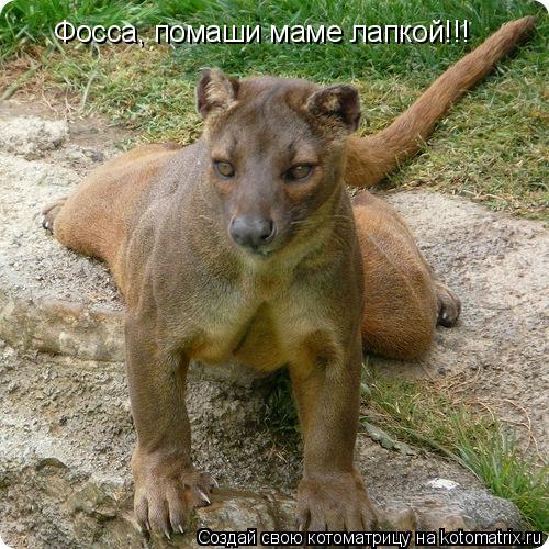 Фосса, помаши маме лапкой!!!... Котоматрица: Фосса, помаши маме лапкой!!!