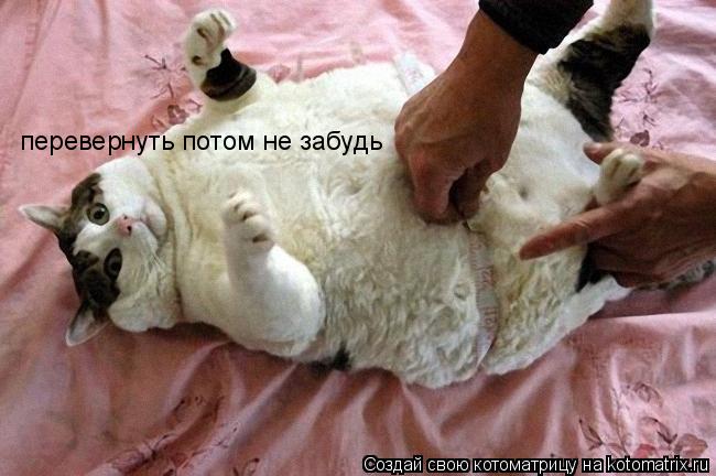 перевернуть потом не забудь... Котоматрица: перевернуть потом не забудь