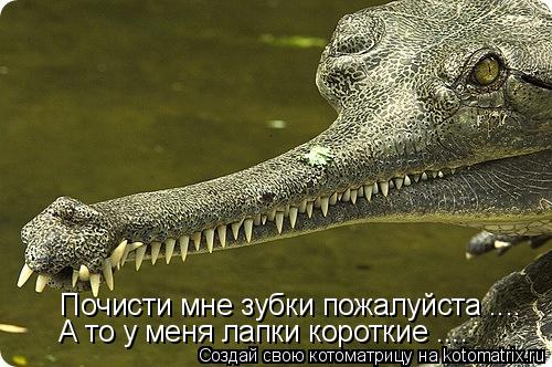 Почисти мне зубки пожалуйста .... А то у меня лапки короткие ....... Котоматрица: Почисти мне зубки пожалуйста .... А то у меня лапки короткие ....
