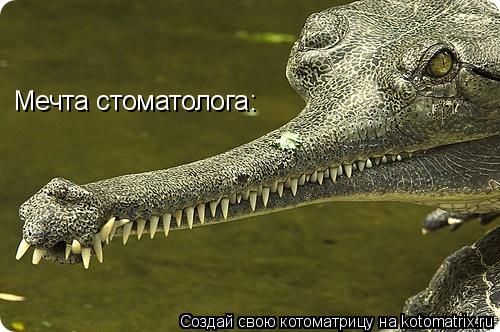 Мечта стоматолога:... Котоматрица: Мечта стоматолога: