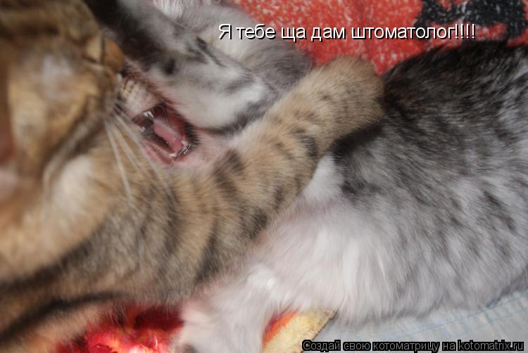 Я тебе ща дам штоматолог!!!!... Котоматрица: Я тебе ща дам штоматолог!!!!