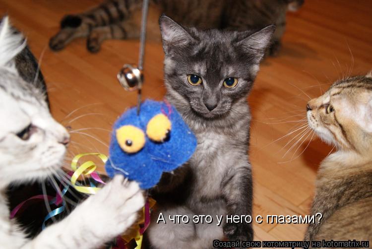 А что это у него с глазами?... Котоматрица: А что это у него с глазами?