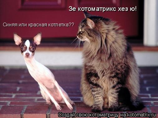 Синяя или красная котлетка?? Зе котоматрикс хез ю!... Котоматрица: Синяя или красная котлетка?? Зе котоматрикс хез ю!