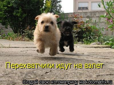 Перехватчики идут на взлет... Котоматрица: Перехватчики идут на взлет