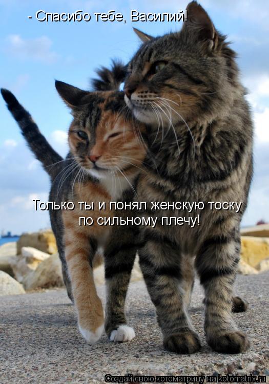 - Спасибо тебе, Василий! Только ты и понял женскую тоску по сильному плечу!... Котоматрица: - Спасибо тебе, Василий! Только ты и понял женскую тоску по сильному плечу!