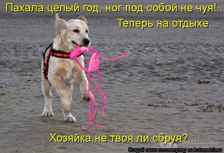 Хозяйка,не твоя ли сбруя?... Теперь на отдыхе... Пахала целый год, ног под собой не чуя!...... Котоматрица: Хозяйка,не твоя ли сбруя?... Теперь на отдыхе... Пахала целый год, ног под собой не чуя!...