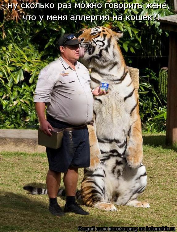 - ну сколько раз можно говорить жене, что у меня аллергия на кошек?!... Котоматрица: - ну сколько раз можно говорить жене, что у меня аллергия на кошек?!