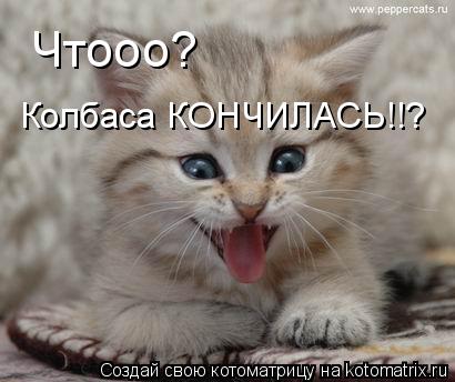 Чтооо? Колбаса КОНЧИЛАСЬ!!?... Котоматрица: Чтооо? Колбаса КОНЧИЛАСЬ!!?