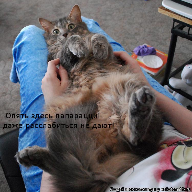 Опять здесь папарацци! даже расслабиться не дают!... Котоматрица: Опять здесь папарацци! даже расслабиться не дают!