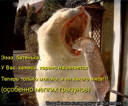 Ээээ, батенька, У Вас, кажись, кариес начинается Теперь только молоко, и ни какого мяса!!! (особенно ... Котоматрица: Ээээ, батенька, У Вас, кажись, кариес начинается Теперь только молоко, и ни какого мяса!!! (особенно мелких грызунов)